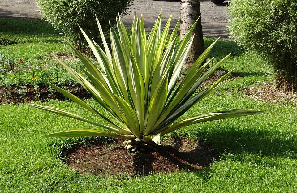 Furcraea Foetida Mediopicta Kostenloses Foto auf Pixabay Pixabay