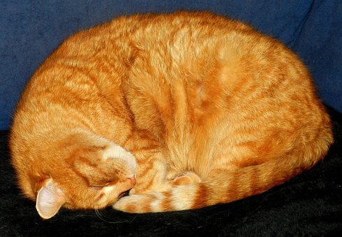 Free Cat Sleep photo and picture