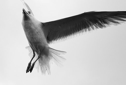 Free Gull Bird photo and picture