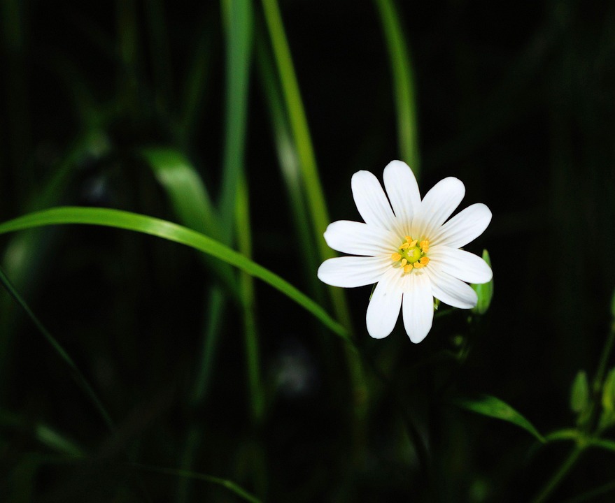 꽃 하얀색 매크로 - Pixabay의 무료 사진 - Pixabay