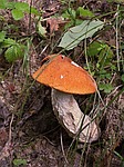 křemenáč, birchen, fungus