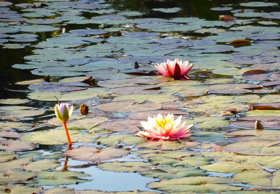 Kostenloses Foto Seerosen, Teich, Wasser, Blumen Kostenloses Bild