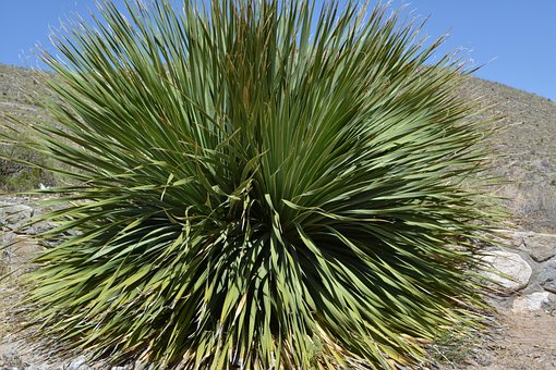 Free Yucca Plant Desert photo and picture