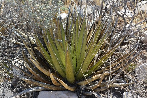 Free Succulent Nature photo and picture