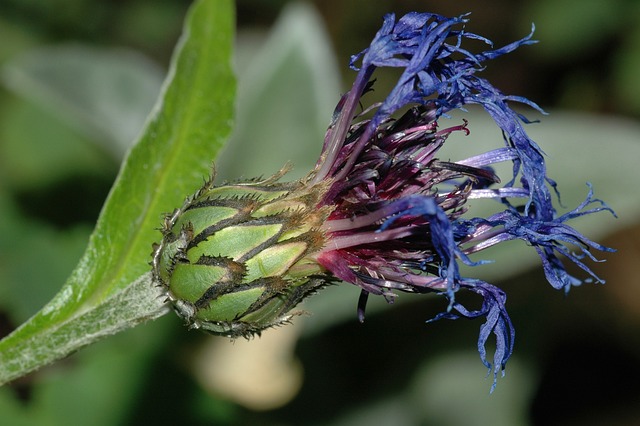 Free Flower Wilted photo and picture
