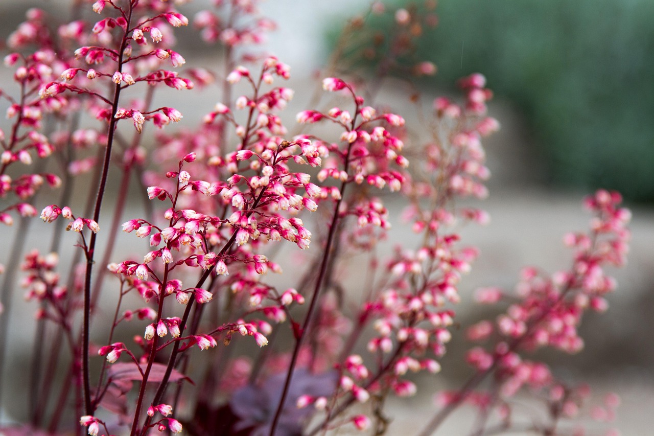 Download free HD stock image of Spring Flower Free Spring Flower photo and picture