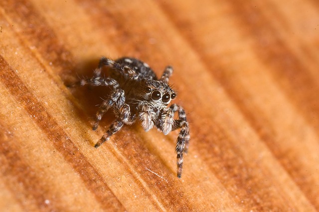 Araña, Tolva, Macro, Ojos, Vista
