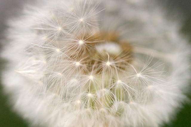 Diente De León, Crema, Macro, Detalle