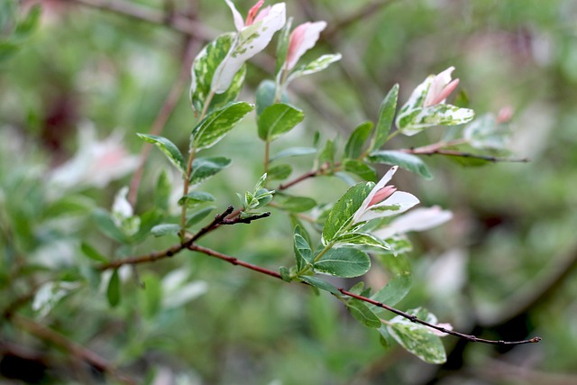 Free Tree Garden photo and picture