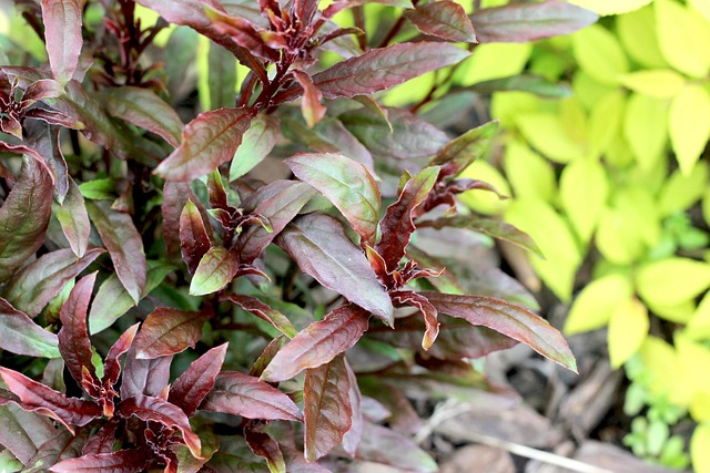 Free Tree Garden photo and picture