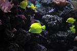 angelfish, fish, sea