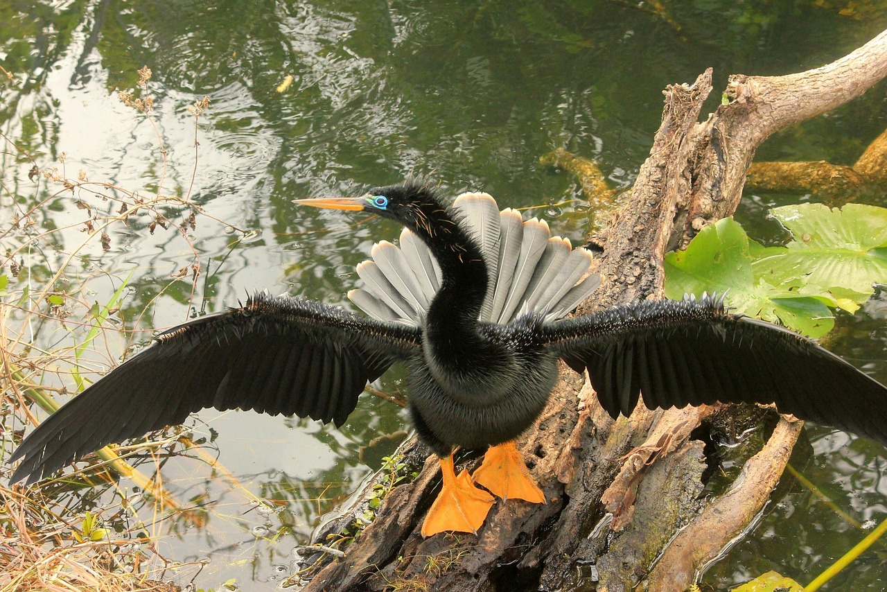 Anhinga Bird Fly - Free photo on Pixabay - Pixabay