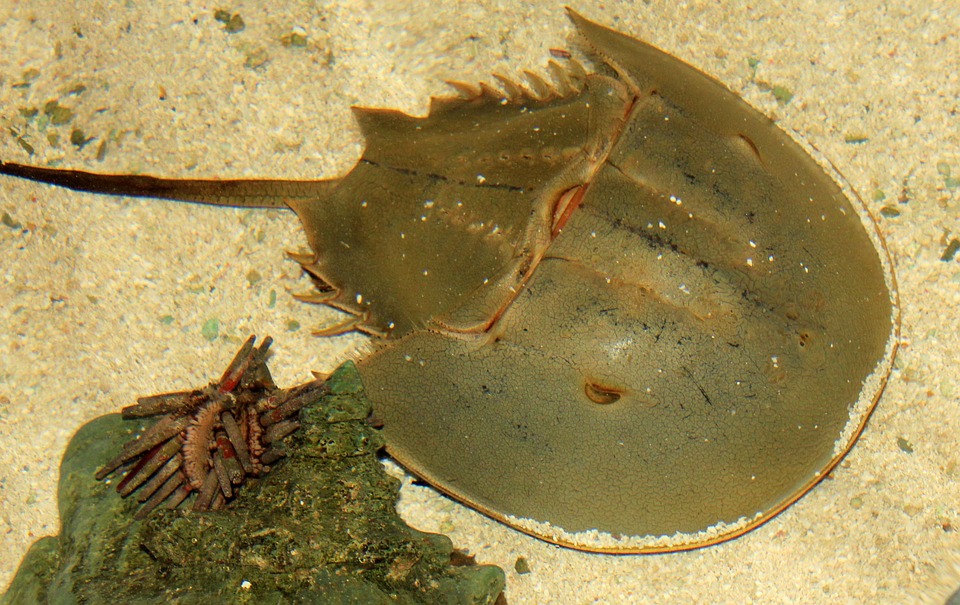 Earth's Oldest Animals