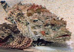 scorpion fish, fish, poisonous