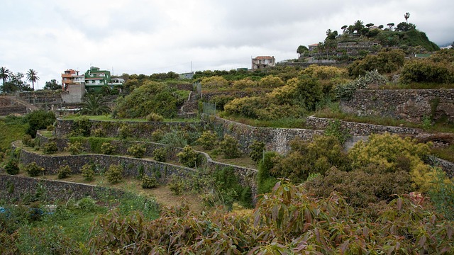 Free Tenerife Nature photo and picture