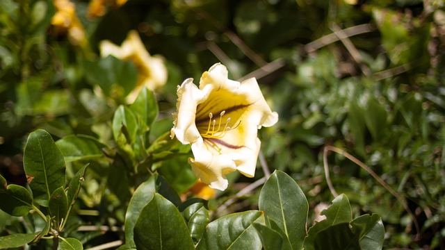 Free Tenerife Nature photo and picture