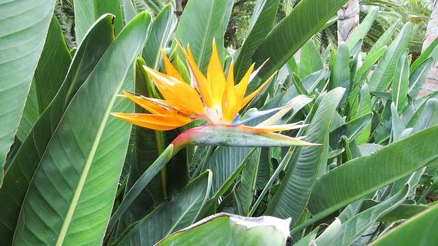 Free Tenerife Nature photo and picture