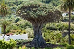 dragon tree, tree, canary island dragon tree
