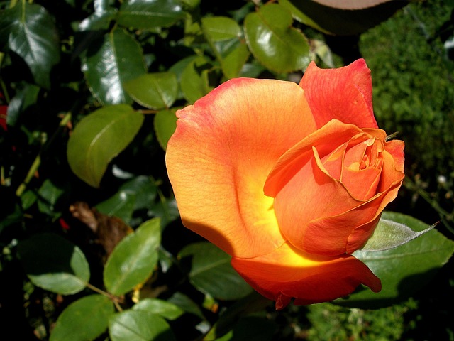 Roos, Bloem, Tuin, Oranje, Bloesem
