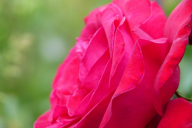 Blomst, Tidlig Sommer, Japan, Rød, Rose