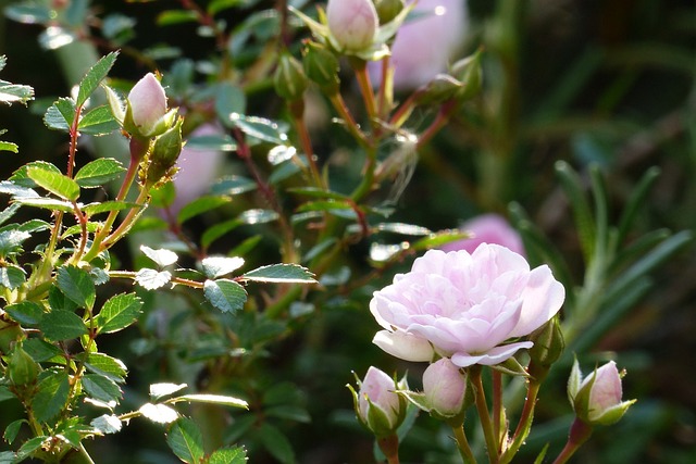 Blomst, Tidlig Sommer, Japan, Pink, Rose