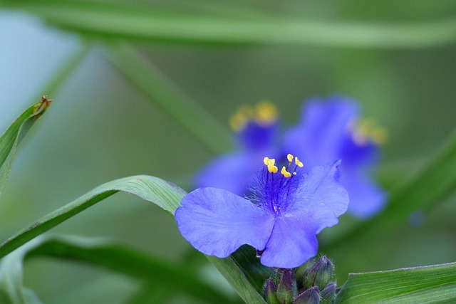 Blomst, Tidlig Sommer, Japan