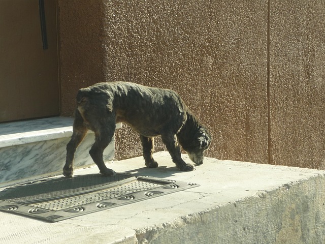 Free Dog Guardian photo and picture