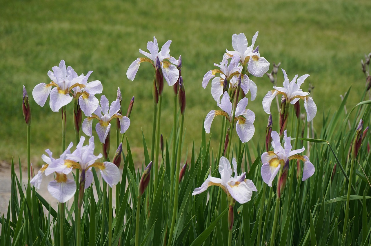 Flowers - free online jigsaw puzzle photo