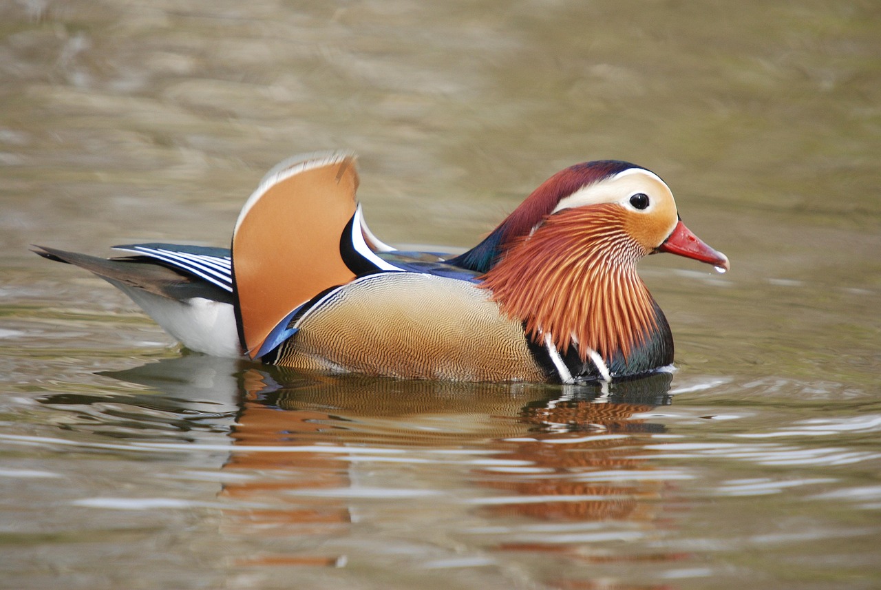 Mandarin Duck Aix Galericulata Free photo on Pixabay