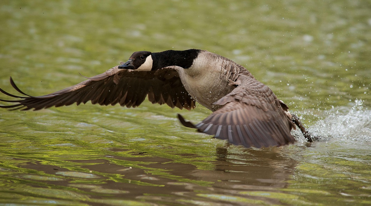 Goose Wing Water - Free photo on Pixabay