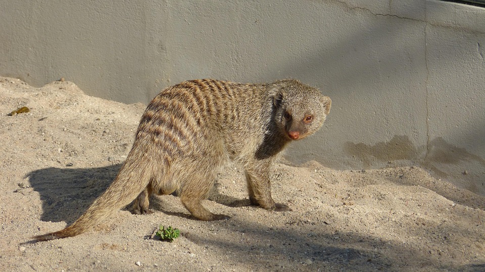 100 Gambar Musang Hewan Gratis Pixabay