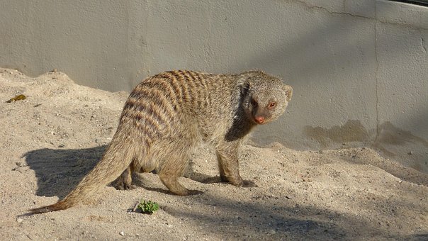 Schleichkatze In Afrika Und Asien