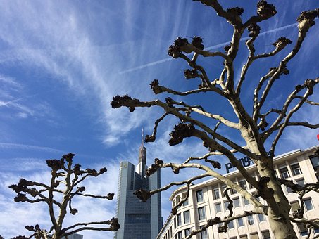 Platantræer, Frankfurt, Skyskraber