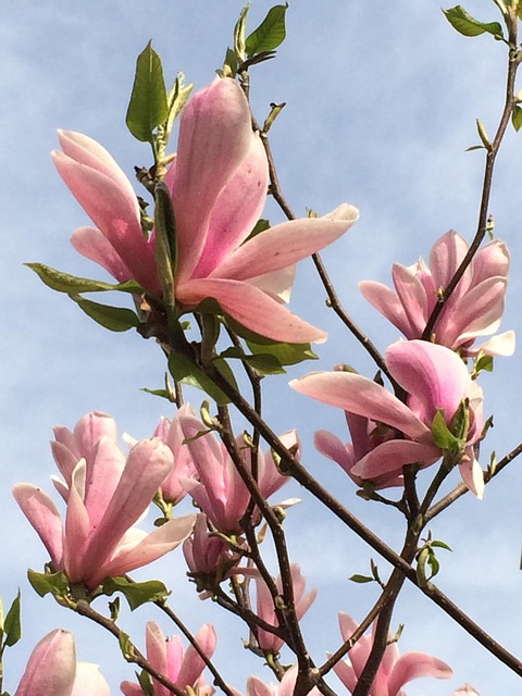 Magnolia, Blomstre, Himmel, Træ, Blomst