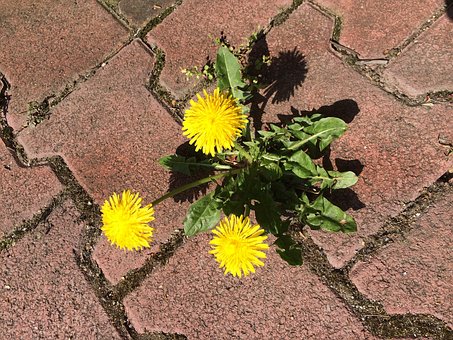 Mælkebøtte, Blomstre, Vej, Sten, Natur