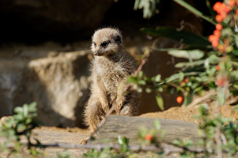 Meerkat Rock Sitting Evening - Free photo on Pixabay - Pixabay