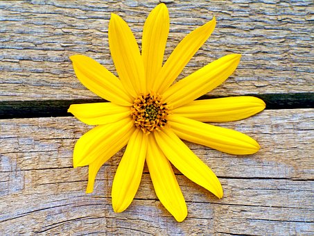 Free Yellow Flower Flower photo and picture