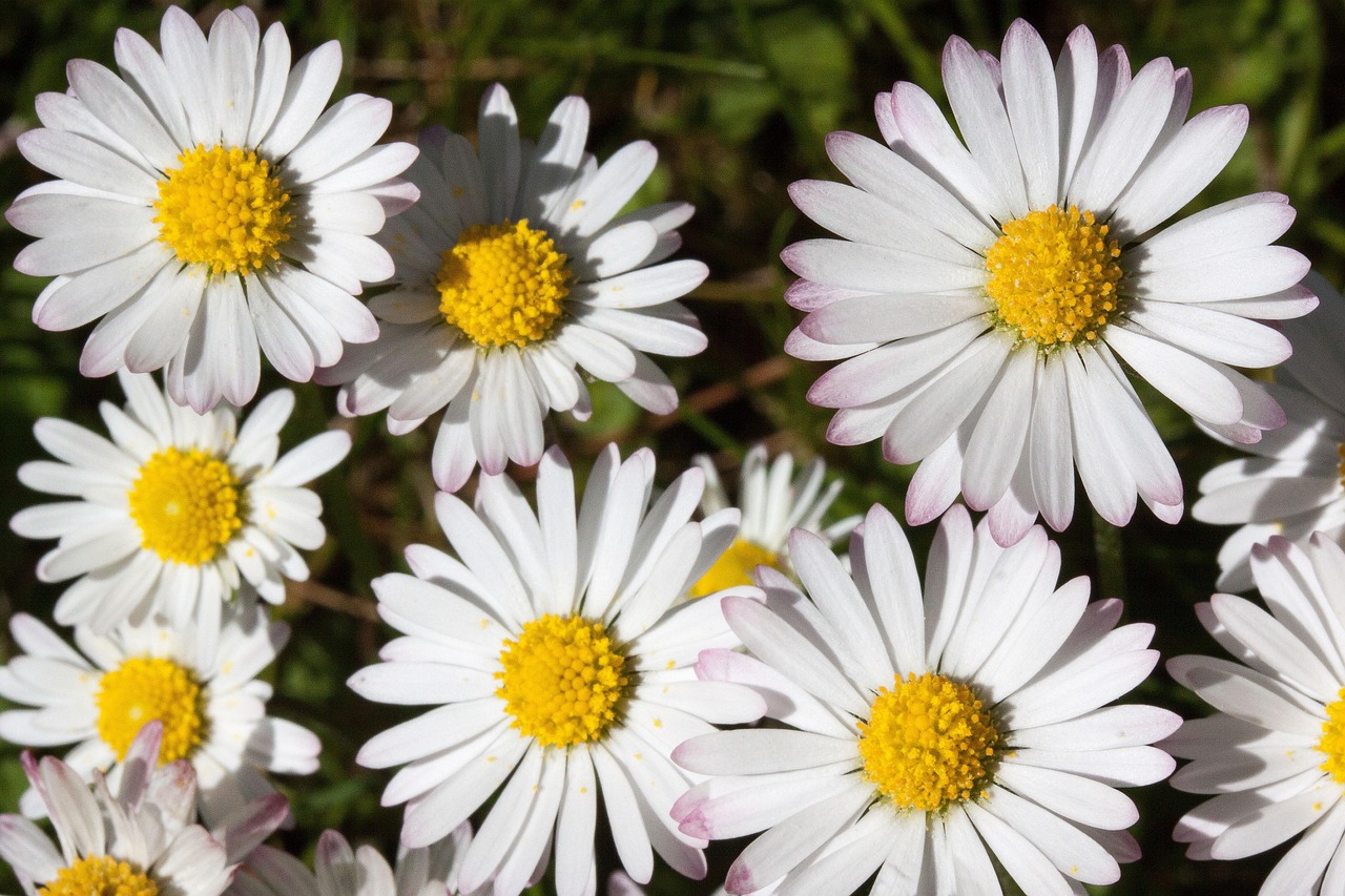 Gänseblümchen, wild - Bellis perennis - Kräuterei - Bioland-Gärtnerei