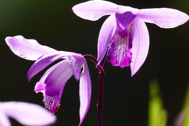 Silane, Tidlig Sommer, Japan, Kan, Lilla