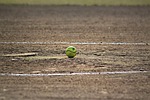 softball, sports, recreation