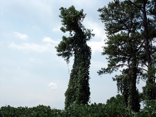 Free Trees Forest photo and picture