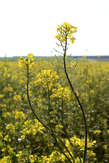 Rapsmark, Blomst, Blomst Baggrund