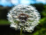 fluff, dandelions, dandelion