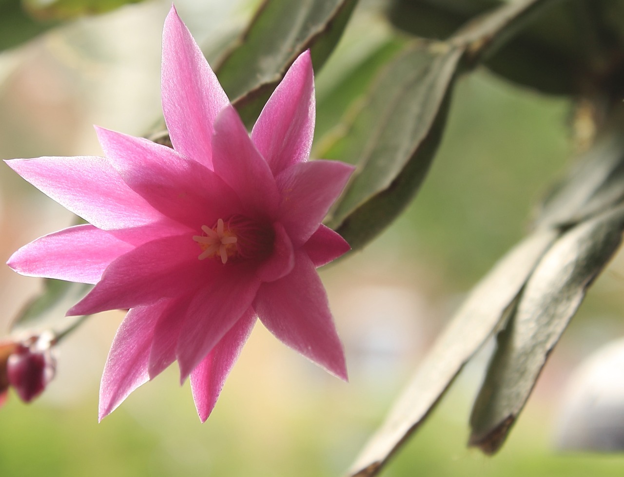 20.000+ kostenlose Lila Kaktus und Kaktus-Bilder - Pixabay