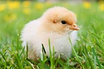 chicks, feather, chicken