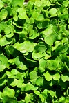 wild rocket seedlings, diplotaxis tenuifolia, rocket