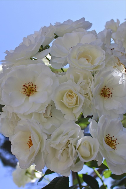 Free Rose Tender photo and picture