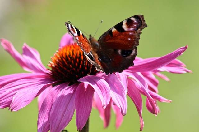 Free Butterfly Beautiful photo and picture