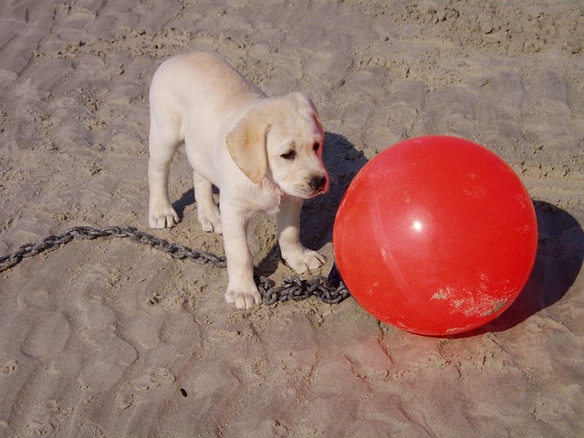 Hund, Hundehvalp, Rød, Strand, Markør
