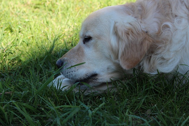 Hund, Unghund, Lille Hund, Doven Hund